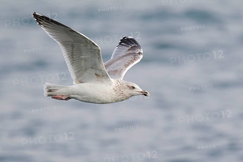 European Herring Gull (Larus argentatus) flying, North Sea, Germany