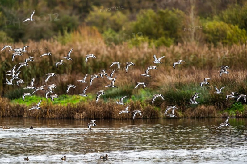 Black-tailed Godwits, Limosa limosa, birds in flight over marshes