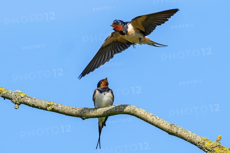 Two barn swallows (Hirundo rustica, Hirundo erythrogaster), male calling in flight to female perched on tree branch in spring
