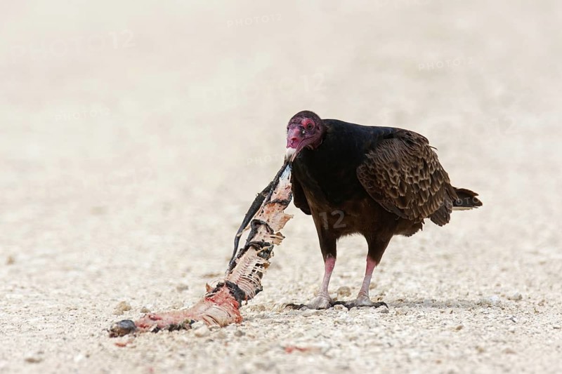 Turkey Vulture (Cathartes aura), Texas, USA