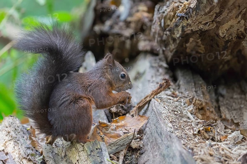One Red squirrel or Eurasian red squirrel (Sciurus vulgaris) feeding on peanut. Trees in the background. Portrait sideview