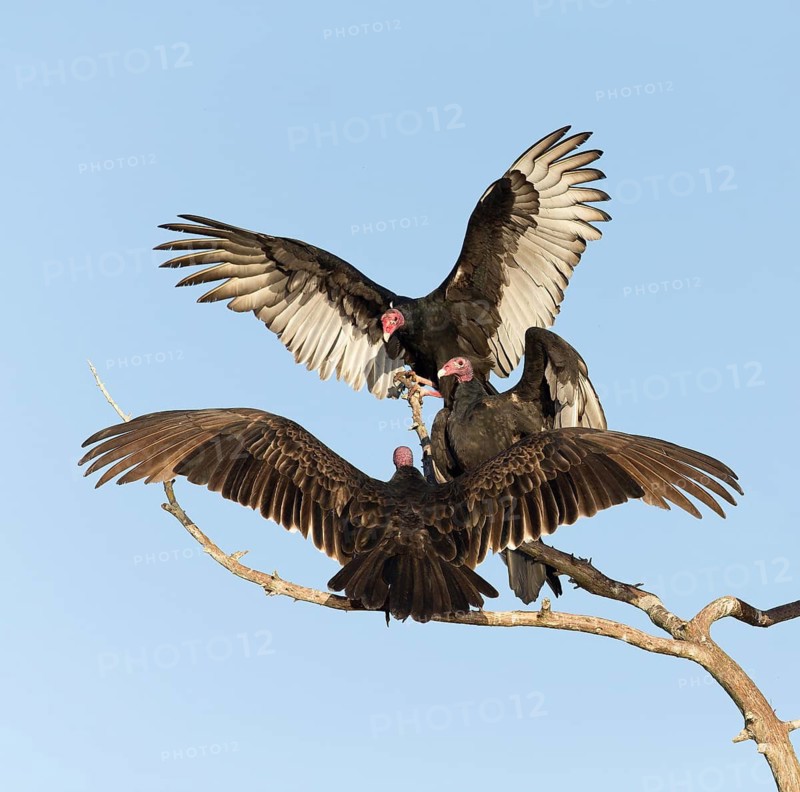 Turkey Vulture (Cathartes aura), Florida, USA