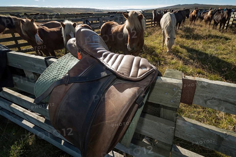 Saddle lying on a fence, horse round-up or réttir, near Laugarbakki, North Iceland, Iceland