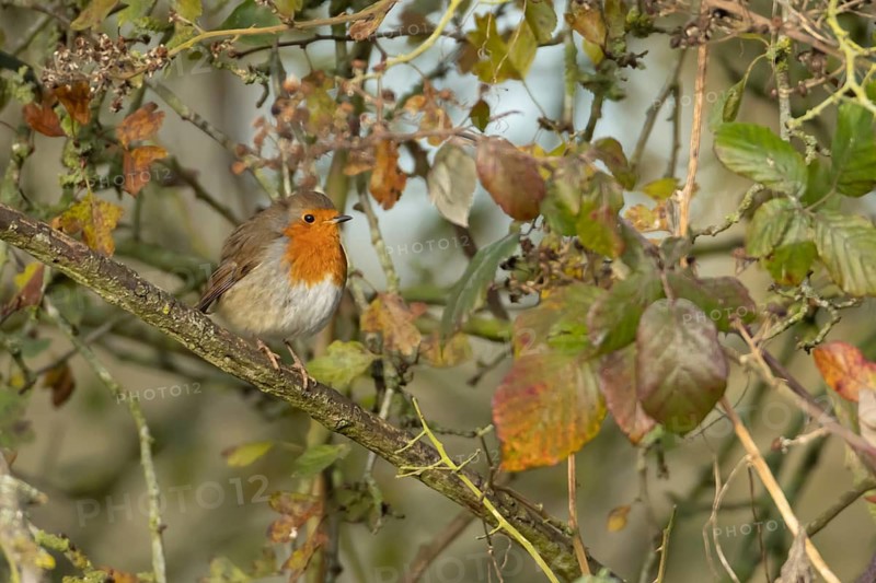 European robin (Erithacus rubecula) adult bird in a hedgerow in the autumn, England, United Kingdom