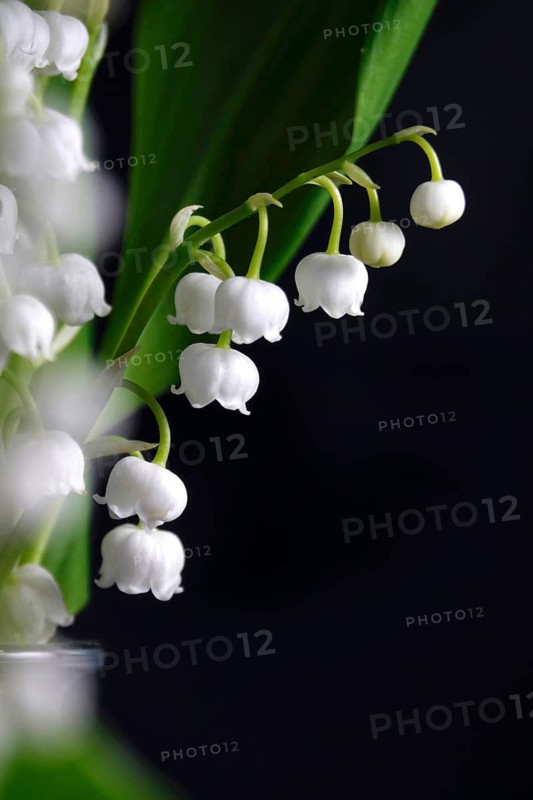 Still life with lily of the valley, Germany
