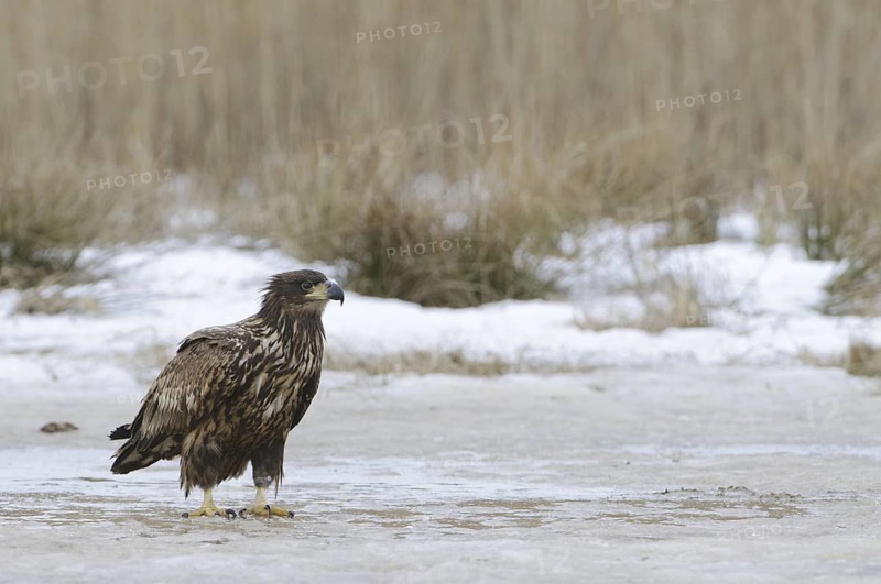 White-tailed Eagle (Haliaeetus albicilla), Mecklenburg-Western Pomerania, Germany