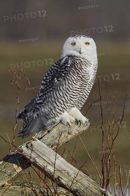 Snowy Owl (Bubo scandiacus), Ontario, Canada
