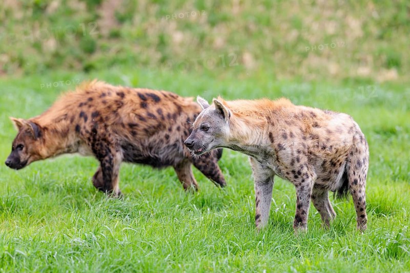 Two adult spotted hyenas (Crocuta crocuta), one male and one female, stand in a green meadow