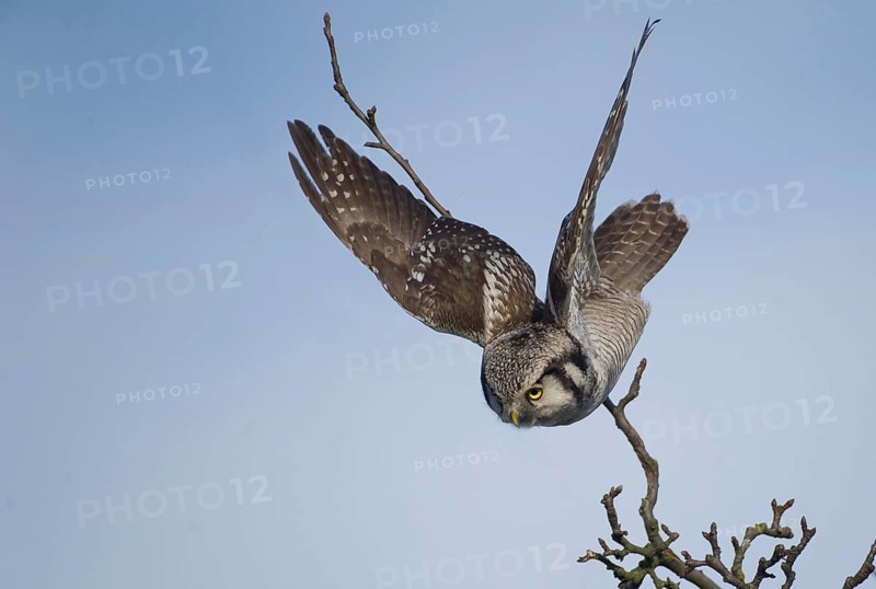 Northern Hawk-Owl (Surnia ulula), Saxony, Germany