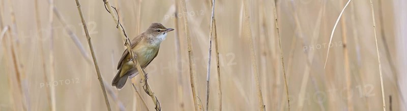 Reed warbler, (Acrocephalus arundinaceus), reedbed perch, biotope, habitat, animals, birds, songbird, reed warbler genus, Eich-Gimbsheimer Altrhein, Worms district, Rhineland-Palatinate, Germany