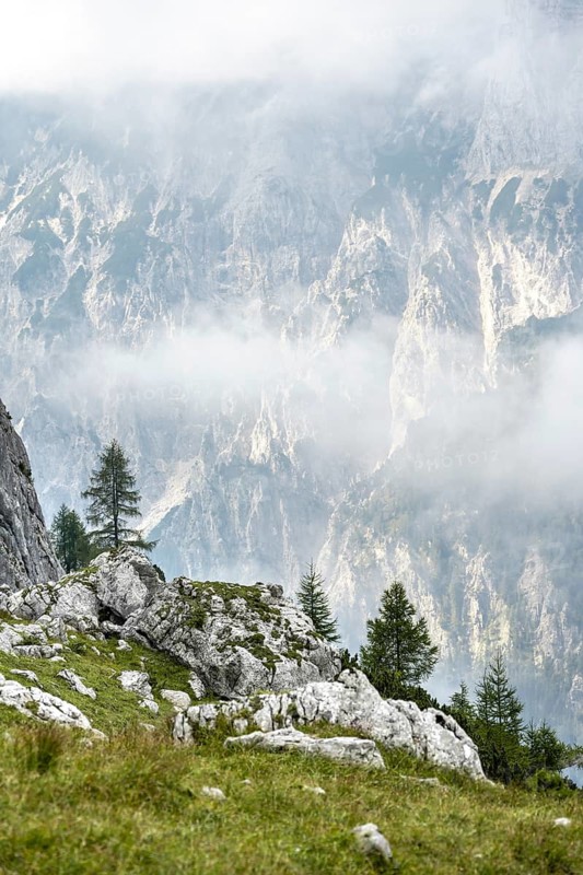 Larches on a mountain slope, cloudy rock faces behind, descent via the Ofental valley, mountain tour on the Hochkalter, Hochkalter crossing, Berchtesgaden Alps, Bavaria, Germany