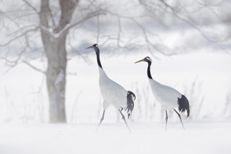 Dancing pair of Red-crowned crane, snow storm, Hokkaido, Japan. Bird in fly, winter scene with snow. Snow dance in nature. Wildlife scene from snowy nature. Snowy winter. Two birds on meadow