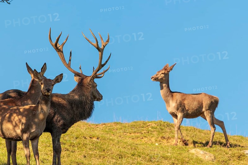 A red deer stag (Cervus elaphus) and two hinds stand in a meadow, watching a hind approaching them. Sunny day with blue sky in the background