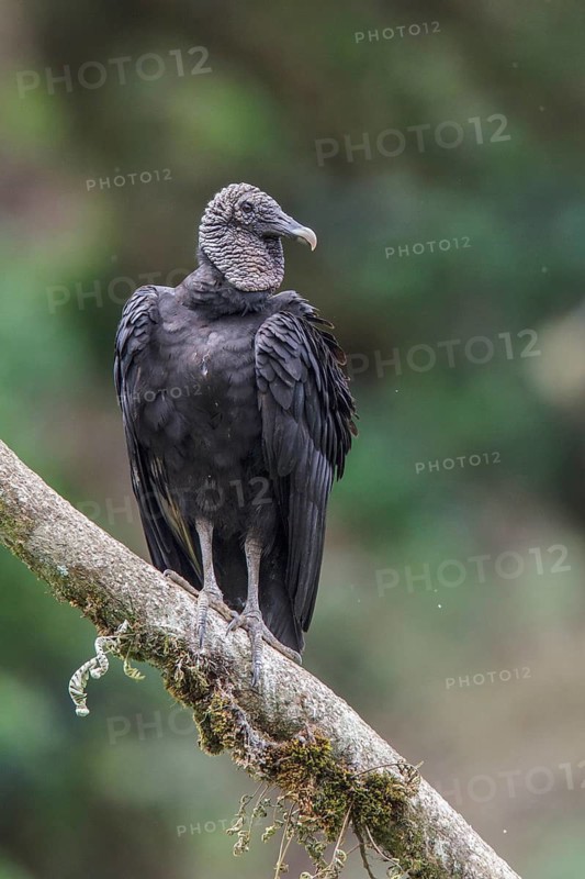 Black Vulture (Caagyps atratus) perched on a branch in Costa Rica