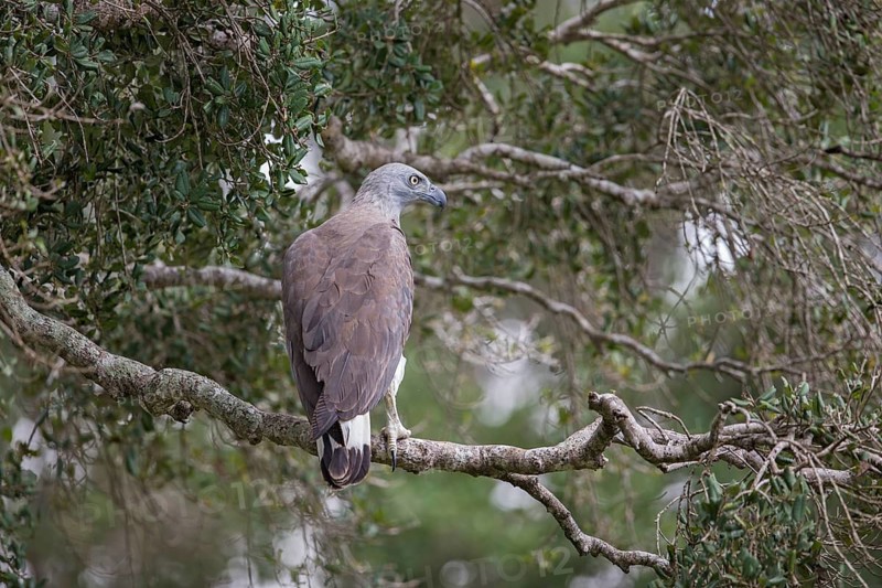Grey-headed Fish Eagle (Haliaeetus ichthyaetus), Sri Lanka