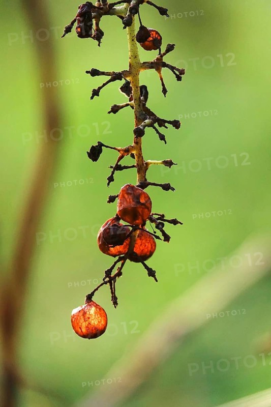 Grapes in late autumn, November, Saxony, Germany