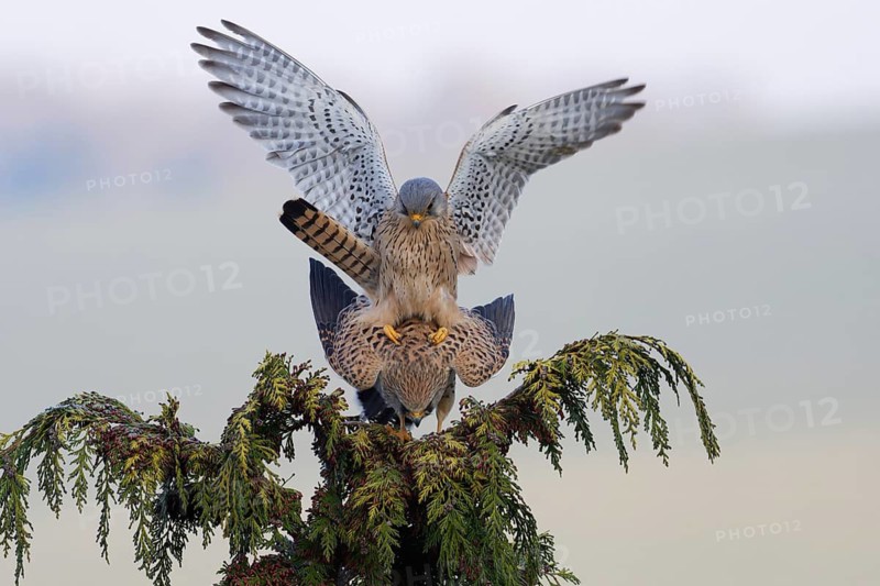 Common Kestrel (Falco tinnunculus) pair mating, Saxony, Germany