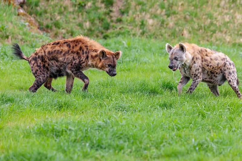 Two adult spotted hyenas (Crocuta crocuta), one male and one female, display courtship behavior