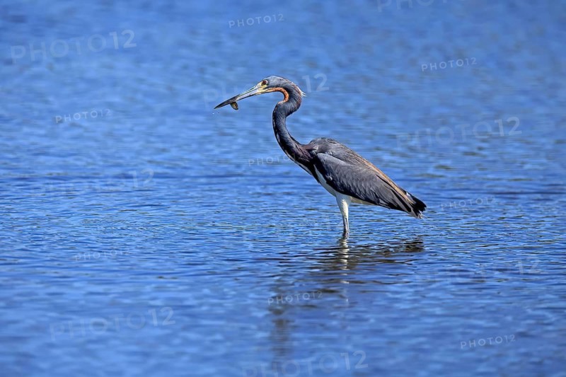 Tricoloured Heron (Egretta tricolor), adult, in the water, foraging, feeding, Merritt Island, Black Point Wildlife Drive, Florida, USA