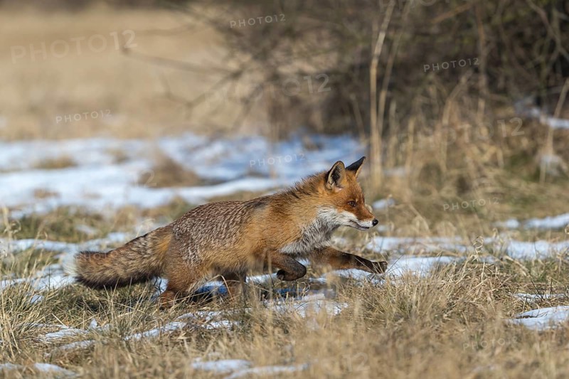 One red fox, Vulpes vulpes, running over a meadow with tall dry grass on a sunny day
