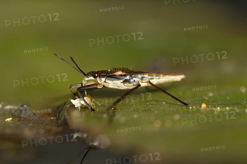 Common pond skater (Gerris lacustris) adult insect feeding on a Whitefly on a water lily pad or leaf on the water surface of a garden pond, England, United Kingdom
