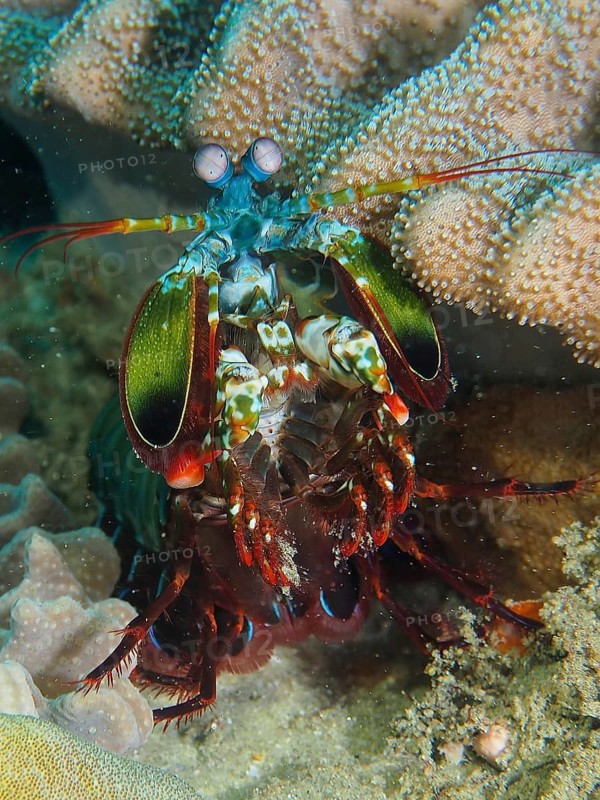 Clown mantis shrimp (Odontodactylus scyllarus)