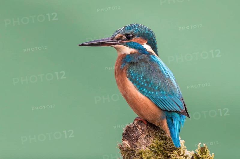 Common Kingfisher (Alcedo atthis), Mecklenburg-Western Pomerania, Germany