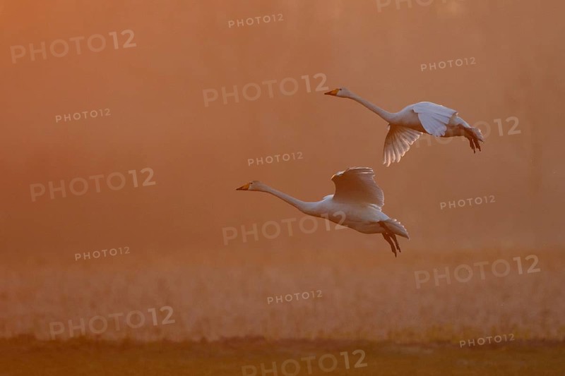 Whooper Swan (Cygnus cygnus) flying, North Rhine-Westphalia, Germany