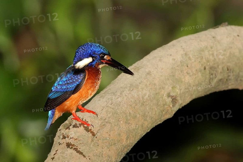 Blue-eared Kingfisher (Alcedo meninting), Borneo, Malaysia