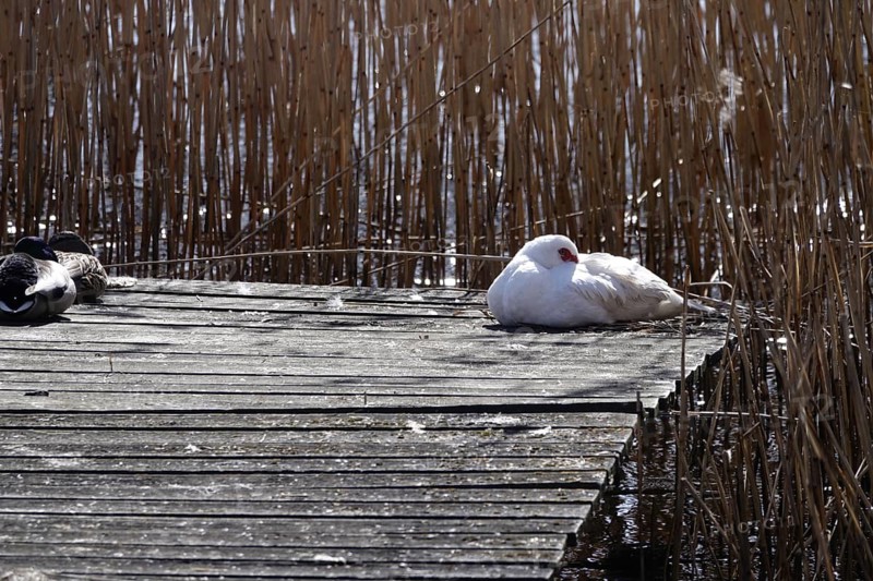 Muscovy duck (Cairina moschata), Germany