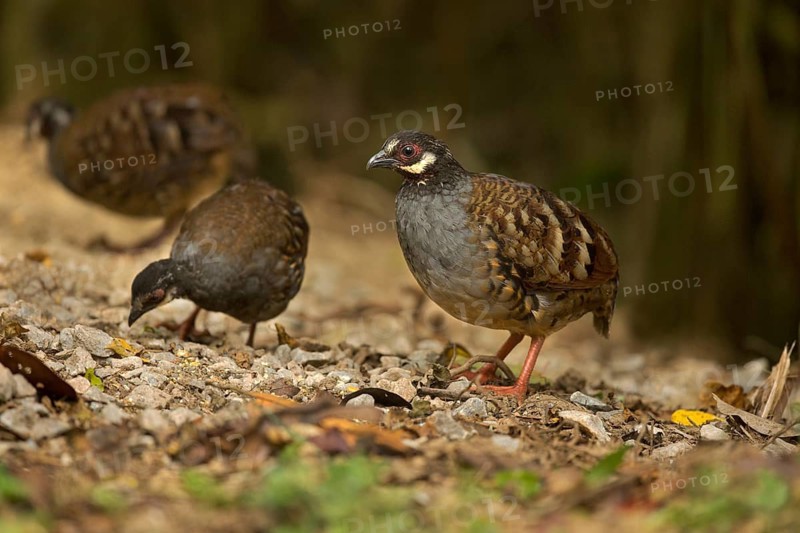 Malaysian Partridge (Arborophila campbelli), Pahang, Malaysia