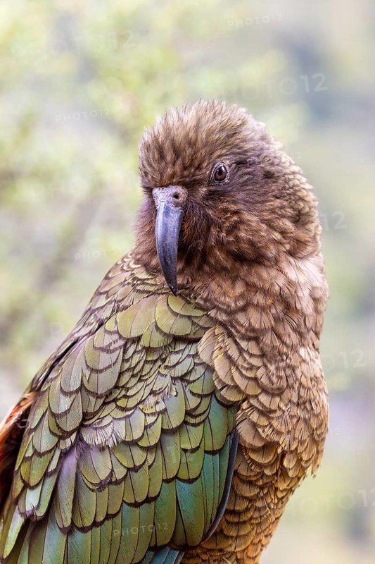 Kea (Nestor notabilis), Fiordland National Park, New Zealand