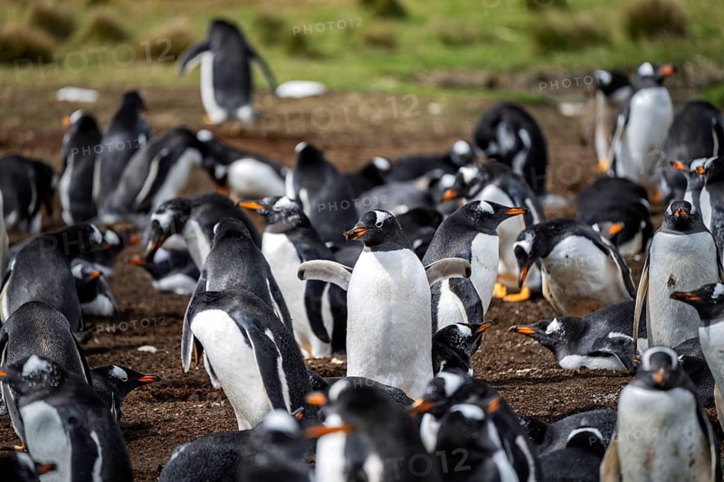 Gentoo penguins (Pygoscelis papua), colony at breeding site, one animal with nesting material in its beak, East Falkland, Falkland Islands