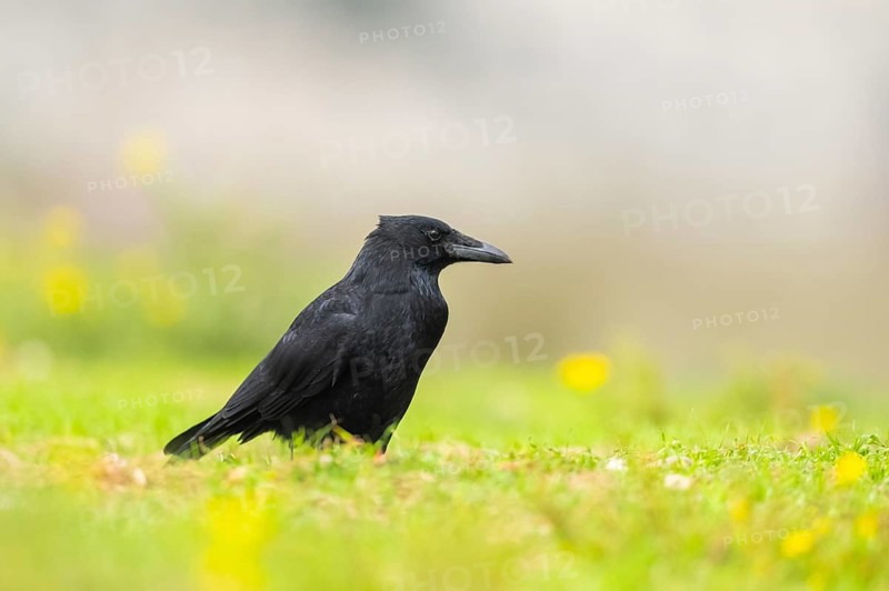 Common raven (Corvus corax) on a flowering meadow in autumn, Pyrenees, Catalonia, Spain