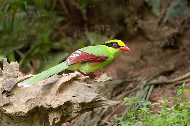 Common Green Magpie (Cissa chinensis chinensis), Yunnan, China