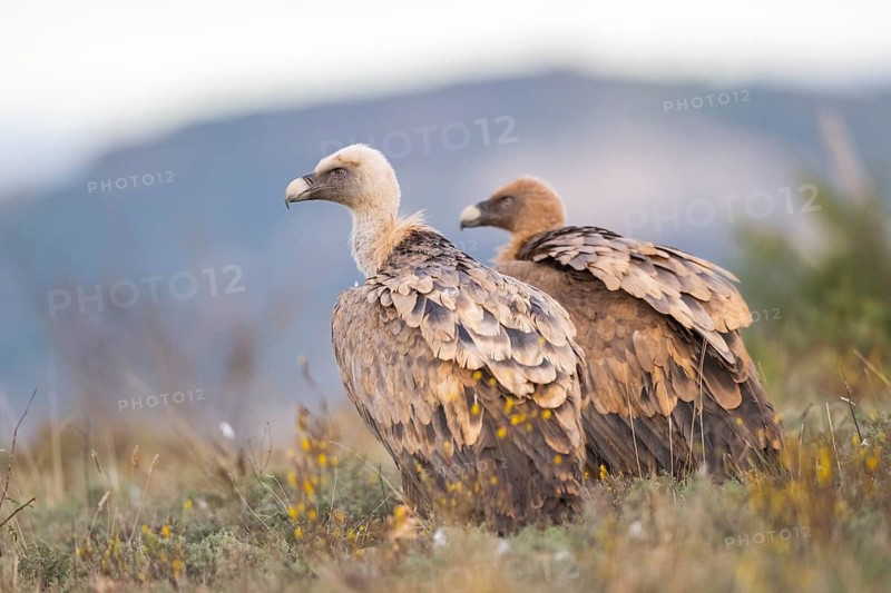 Griffon Vulture (Gyps fulvus) sitting on a meadow in autumn, Pyrenees, Catalonia, Spain