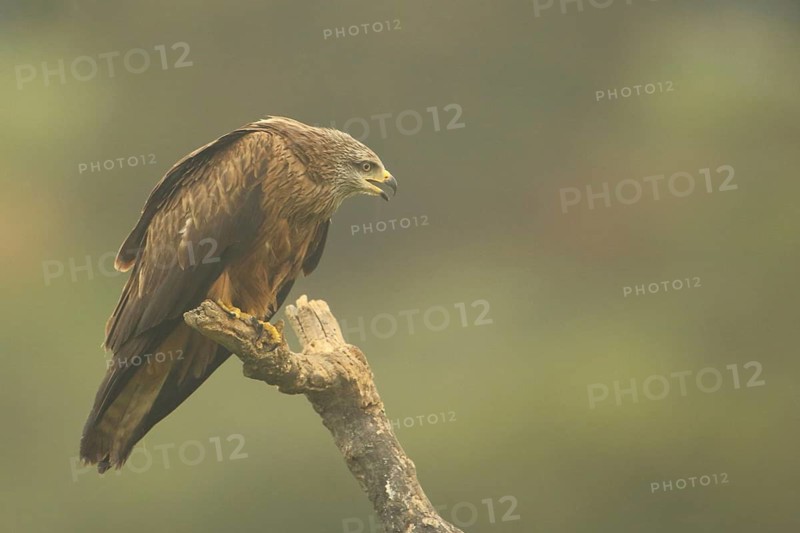 Black Kite (Milvus migrans), nature photography, Torrejon El Rubio, Monfragüe, Extremadura, Spain