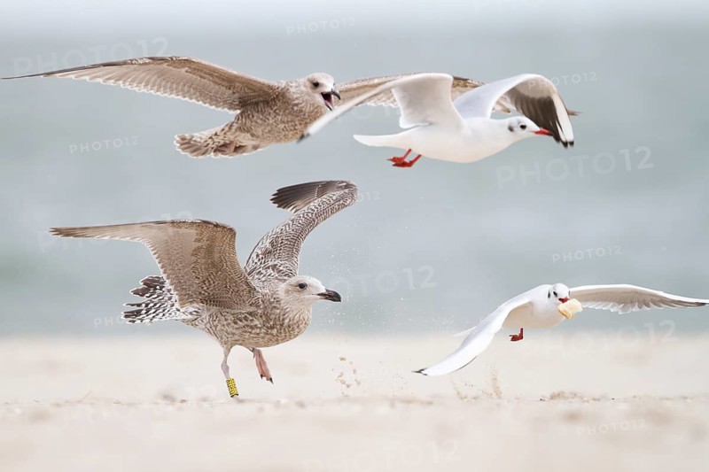European Herring Gull & Black-headed Gull (Larus argentatus & Chroicocephalus ridibundus), Schleswig-Holstein, Germany
