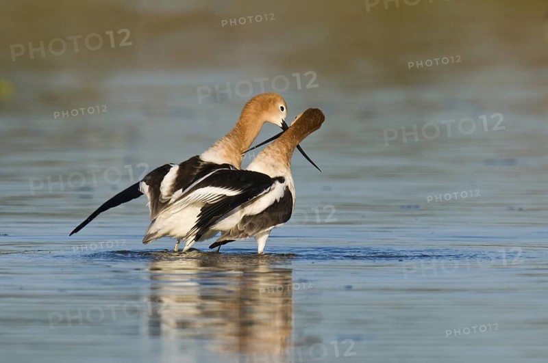 American Avocet (Recurvirostra americana), Arizona, USA