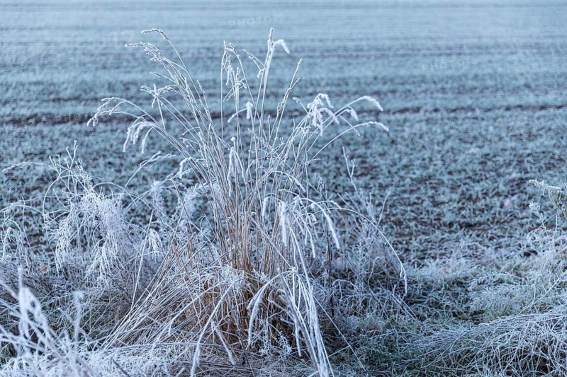 Blades of grass with hoarfrost at sunrise, Elbe meadows near Coswig, Saxony, Germany
