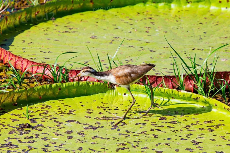 Red-fronted leaflet (Jacana jacana) Pantanal Brazil