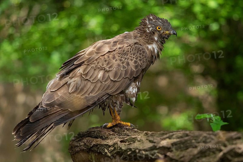 European Honey Buzzard (Pernis apivorus), Subotica, Serbia