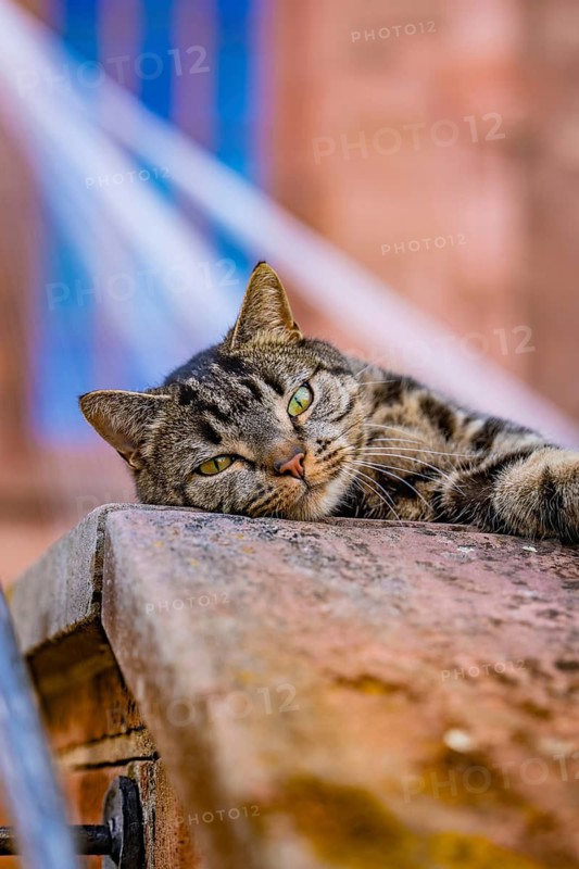 Relaxed cat lying on a warm brick wall outdoors, Weil der Stadt, Böblingen district, Germany