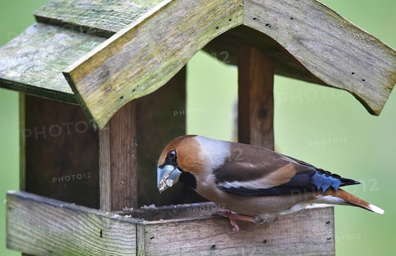 Hawfinch (Coccothraustes coccothraustes) eats sunflower seeds at the birdhouse