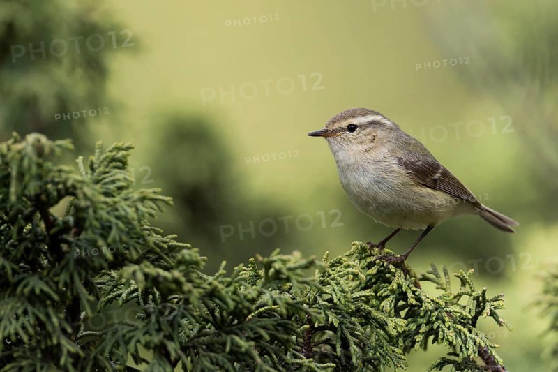 Humes Leaf Warbler - Tienschan-Laubsänger - Phyllsocopus humei ssp. humei, Kyrgyzstan