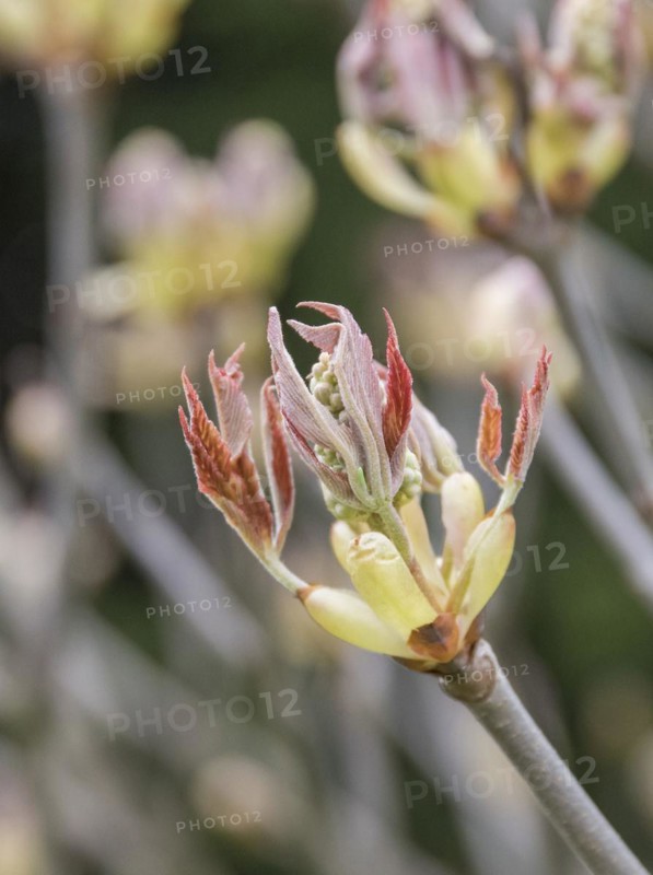 Horse chestnut (Aesculus × mutabilis 'Induta'), Cambridge Botanical Garden, 222