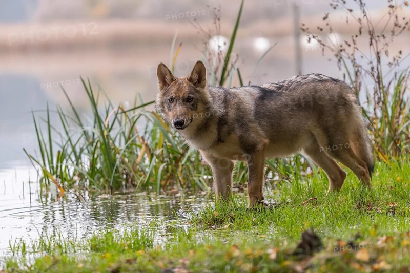 One young male eurasian gray wolf (Canis lupus lupus) standing at the shore of a lake, drinking