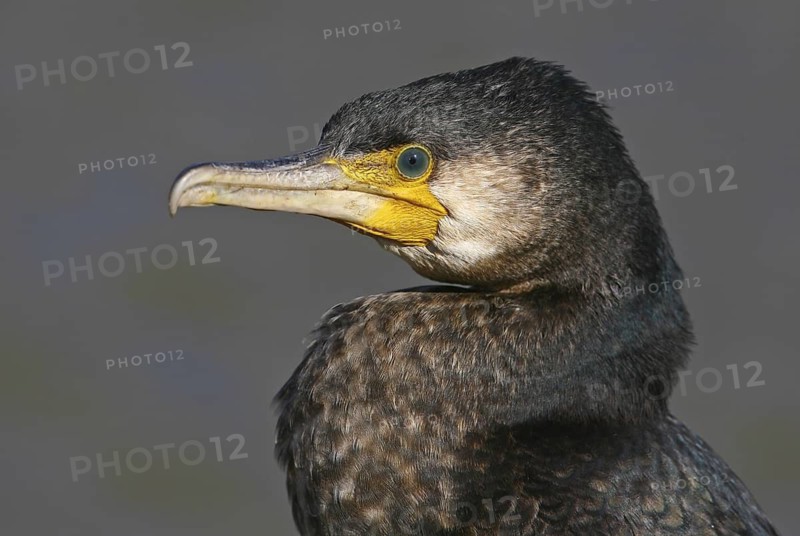 Great Cormorant (Phalacrocorax carbo), Vila Franca de Xira, Portugal