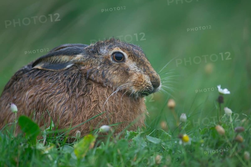 European brown hare (Lepus europaeus) adult animal in grassland during a rain storm, England, United Kingdom