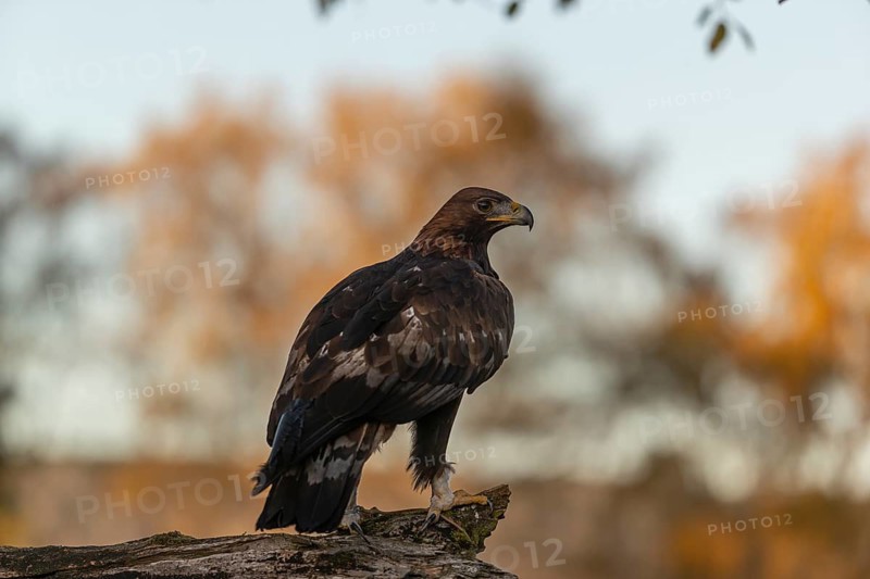 One golden eagle (Aquila chrysaetos) sitting on a broken and rotting log with fall foliage in the background